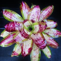 00-0-Copr_2021-Bromeliad_Paradiset.jpg