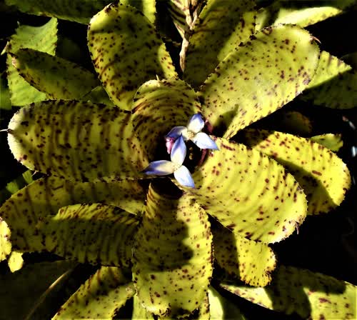 x_albiflora