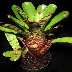 00-0-Copr_2021-Bromeliad_Paradiset.jpg