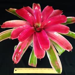 00-0-Copr_2021-Bromeliad_Paradiset.jpg