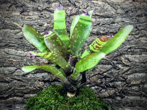Marmorata_banded