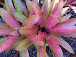 00-0-Copr_2021-Bromeliad_Paradiset.jpg