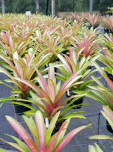 00-0-Copr_2021-Sundance_Orchids_and_Bromeliadst.jpg