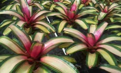 00-0-Copr_2021-Bullis_Bromeliadst.jpg