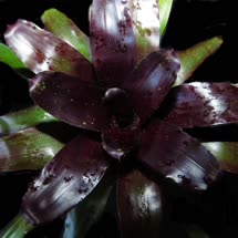 00-0-Copr_2021-Bromeliad_Paradiset.jpg