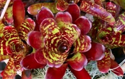 00-0-Copr_2021-Bromeliad_Exoticst.jpg