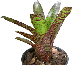 Neoregelia m