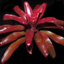 00-0-Copr_2021-Bromeliad_Paradiset.jpg