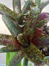01-0-Copr_2021-Bromeliad_Paradiset.jpg