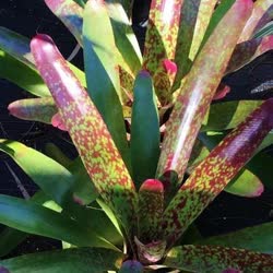 00-0-Copr_2021-Bromeliad_Paradiset.jpg