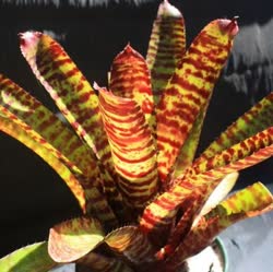 00-0-Copr_2021-Bromeliad_Paradiset.jpg