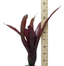 Morris_Henry_Hobbs_x_pauciflora