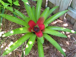 00-0-Copr_2021-Boca_Bromeliadst.jpg