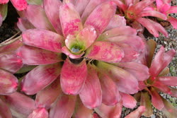 melanodonta_x_concentrica