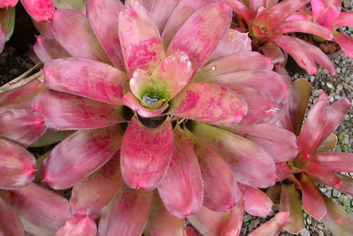 melanodonta_x_concentrica