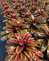 00-0-Copr_2021-Bullis_Bromeliadst.jpg