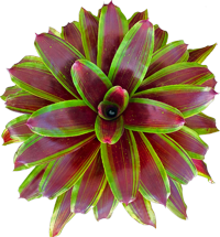 00-0-Copr_2021-Bullis_Bromeliadst.png