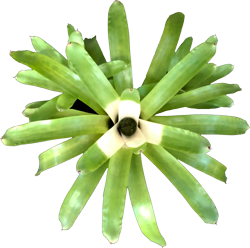 00-0-Copr_2021-Bullis_Bromeliadst.png