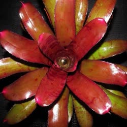 00-0-Copr_2021-Bromeliad_Paradiset.jpg