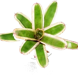 Neoregelia o