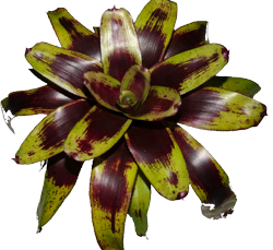 Neoregelia p