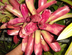 Painted_Lady_x_Magnifica