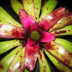 00-0-Copr_2021-Bromeliad_Paradiset.jpg