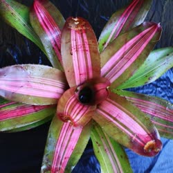 00-0-Copr_2021-Bromeliad_Paradiset.jpg