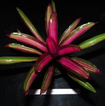 00-0-Copr_2021-Bromeliad_Paradiset.jpg