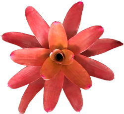 00-0-Copr_2021-Bullis_Bromeliadst.png