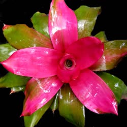 00-0-Copr_2021-Bromeliad_Paradiset.JPG