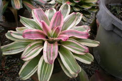 Pink_Delight