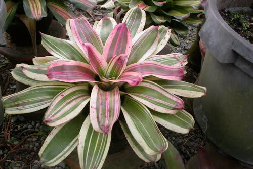 Pink_Delight