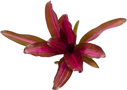 Pink_Fireball