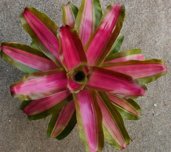 Pink_on_the_Inside