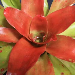 00-0-Copr_2021-Bromeliad_Paradiset.jpg