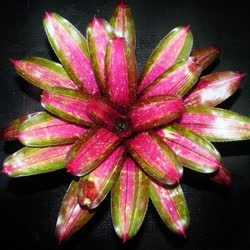 00-0-Copr_2021-Bromeliad_Paradiset.jpg