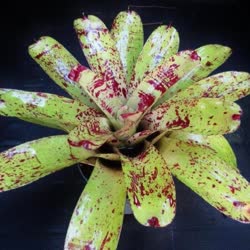 00-0-Copr_2021-Bromeliad_Paradiset.jpg