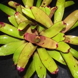 00-0-Copr_2021-Bromeliad_Paradiset.jpg