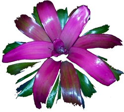 00-0-Copr_2021-Bromeliad_Paradiset.png