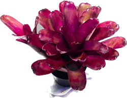 Purple_Star_x_Fireball