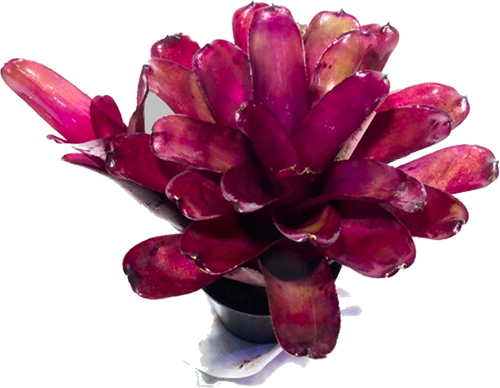 Purple_Star_x_Fireball