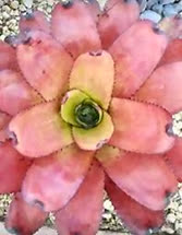 Purple_Star_x_carcharodon_Tiger