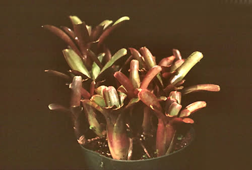 rubra