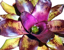 Neoregelia q