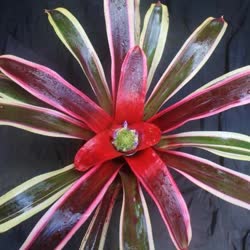 00-0-Copr_2021-Bromeliad_Paradiset.jpg