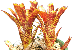 Neoregelia r