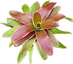 Rosa_Morada
