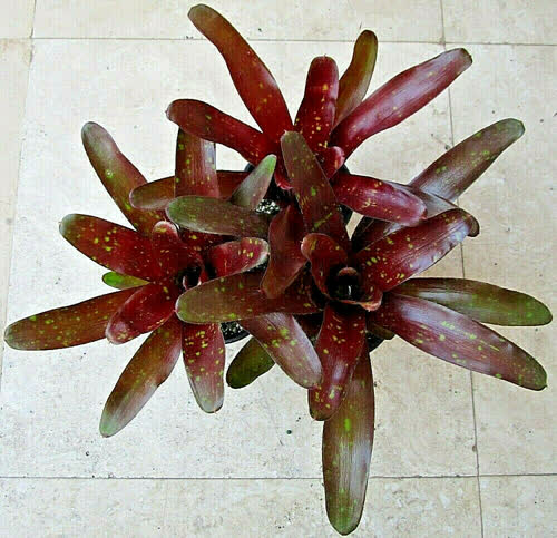 Royal_Burgundy_x_Fireball