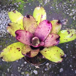 Royal_Flush_x_pauciflora